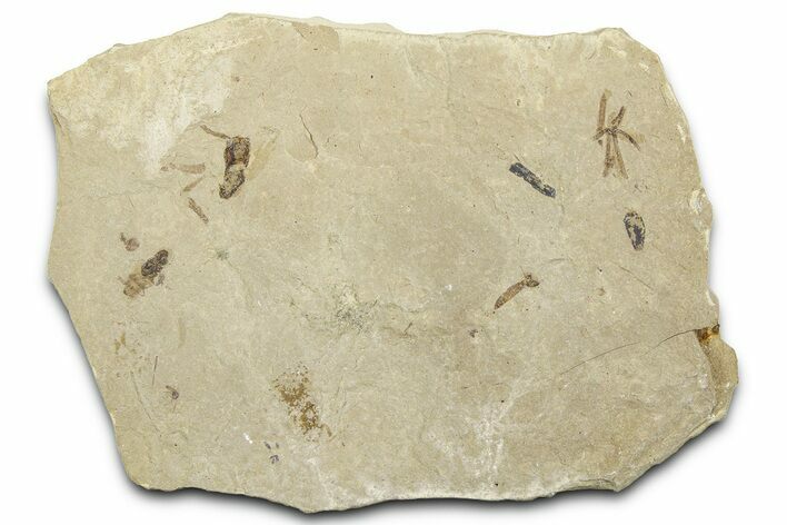 Fossil Insect (Flies and Beetle) Plate - Utah #360223